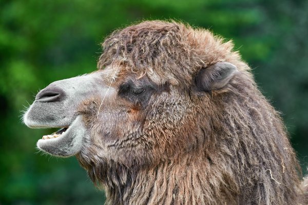Camelus ferus, Duisburg (DE) -- 2023 -- 0162