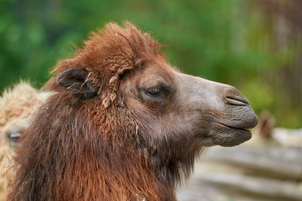 Camelus ferus, Duisburg (DE) -- 2023 -- 0164