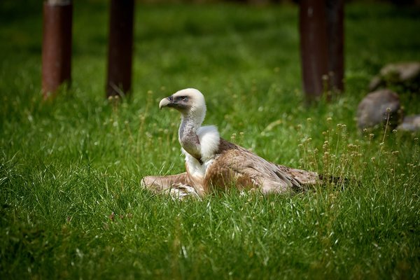 Gyps fulvus, Duisburg (DE) - 2023 -- 0199