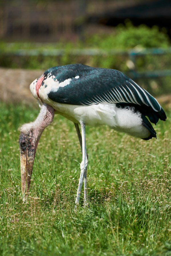 Leptoptilos crumeniferus, Duisburg (DE) -- 2023 -- 0203