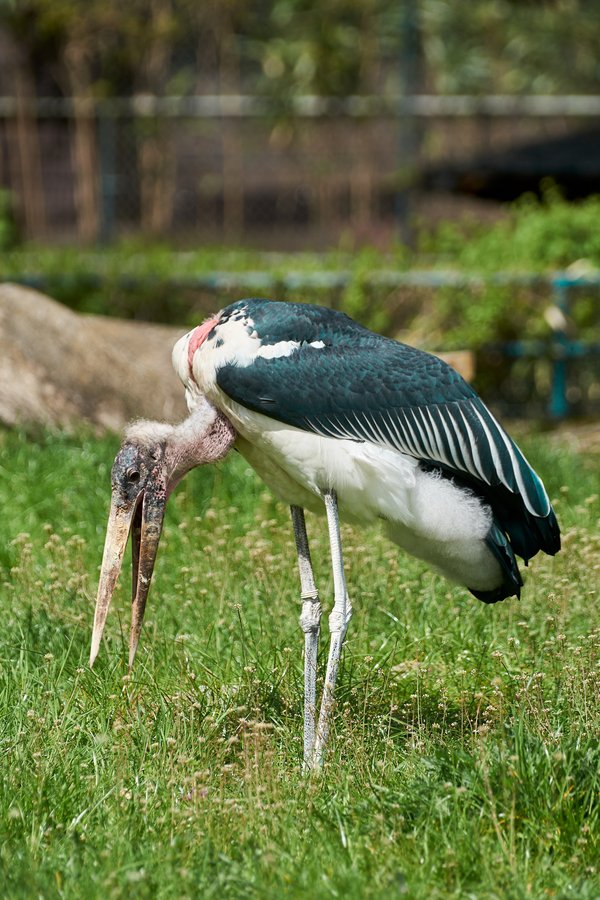Leptoptilos crumeniferus, Duisburg (DE) -- 2023 -- 0205