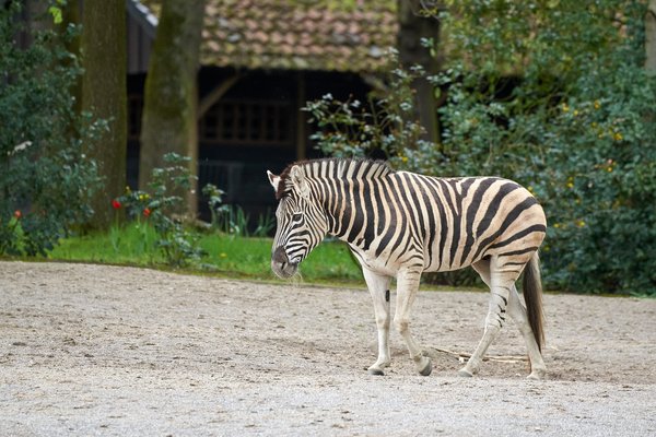 Equus quagga antiquorum, Duisburg (DE) -- 2023 -- 0278