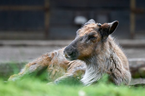Rangifer tarandus, Duisburg (DE) -- 2023 -- 0299