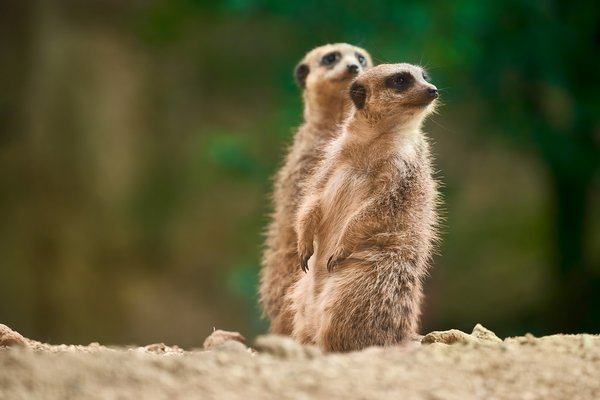 Suricata suricatta, Duisburg (DE) -- 2023 -- 0368
