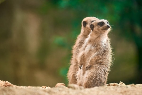 Suricata suricatta, Duisburg (DE) -- 2023 -- 0379