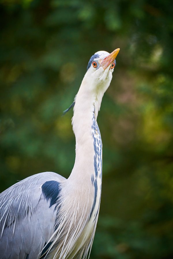 Ardea cinerea, Duisburg (DE) -- 2023 -- 0404