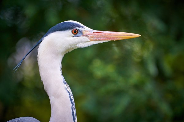 Ardea cinerea, Duisburg (DE) -- 2023 -- 0411