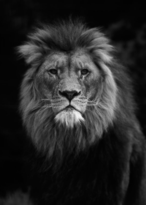 Panthera leo, Duisburg (DE) -- 2023 -- 0447