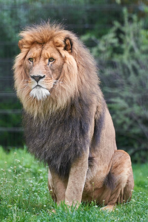 Panthera leo, Duisburg (DE) -- 2023 -- 0468