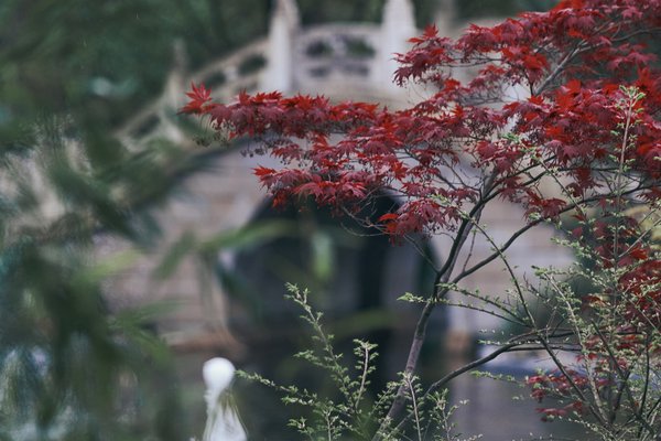 Acer palmatum, Duisburg (DE) -- 2023 -- 0484