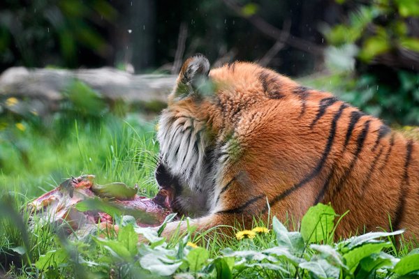 Panthera tigris altaica, Duisburg (DE) – 2023 -- 0493
