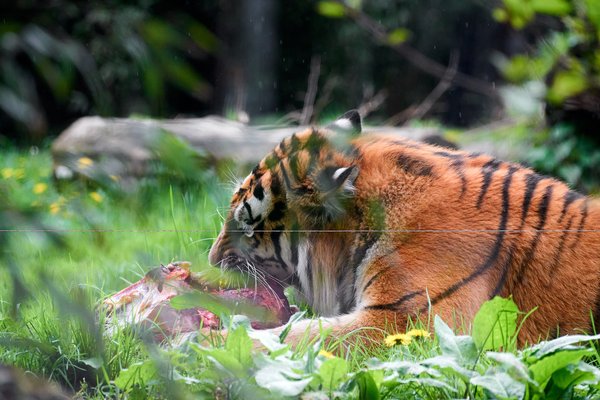 Panthera tigris altaica, Duisburg (DE) – 2023 -- 0496