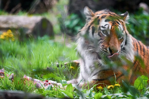 Panthera tigris altaica, Duisburg (DE) – 2023 -- 0545