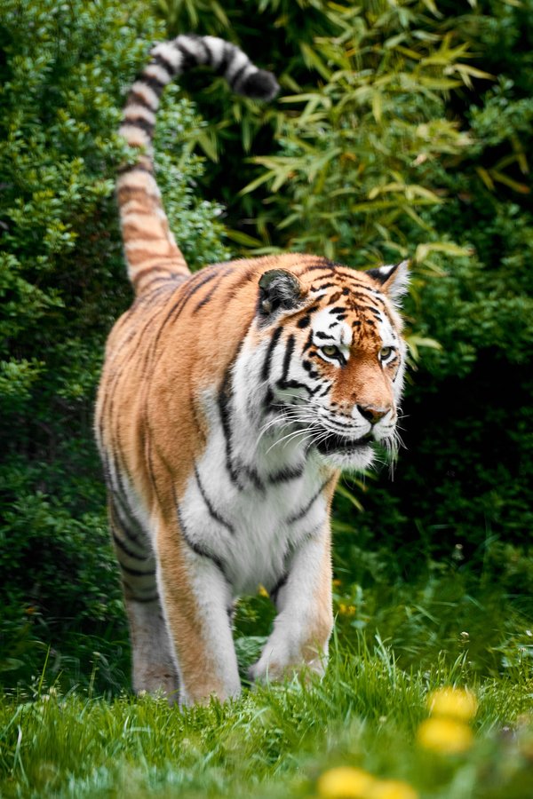 Panthera tigris altaica, Duisburg (DE) – 2023 -- 0588