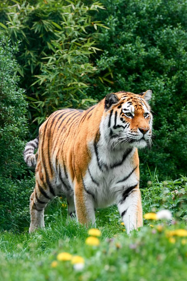 Panthera tigris altaica, Duisburg (DE) – 2023 -- 0591