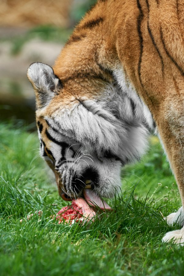 Panthera tigris altaica, Duisburg (DE) – 2023 -- 0623