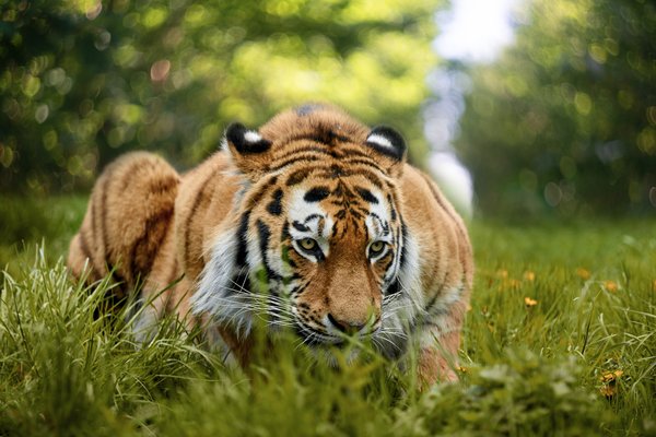 Panthera tigris altaica, Duisburg (DE) – 2023 -- 0637
