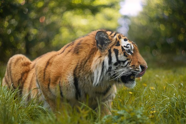 Panthera tigris altaica, Duisburg (DE) – 2023 -- 0640