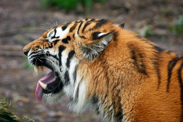 Panthera tigris altaica, Duisburg (DE) – 2023 -- 0695