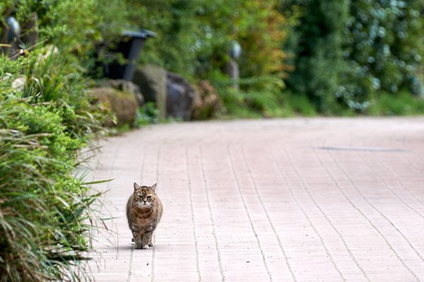 Felis catus, Duisburg (DE) -- 2023 -- 0712