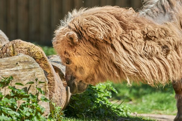 Camelus ferus, Duisburg (DE) -- 2023 -- 0747B