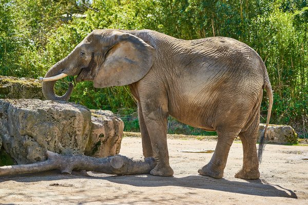 Loxodonta africana, Duisburg (DE) -- 2023 -- 0781