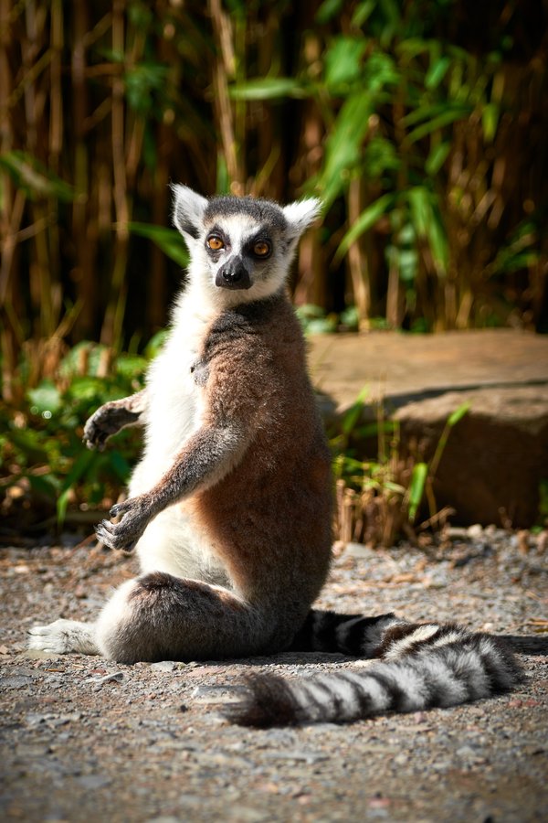 Lemur catta, Duisburg (DE) -- 2023 -- 0817