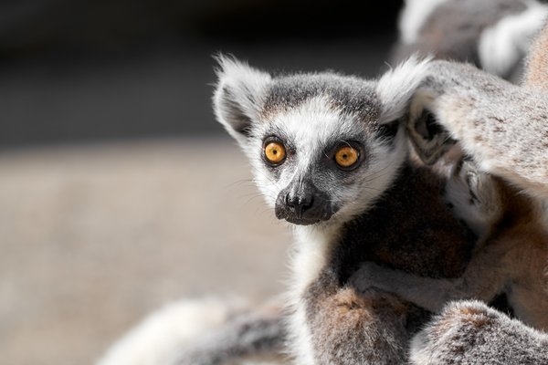 Lemur catta, Duisburg (DE) -- 2023 -- 0824