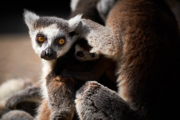 Lemur catta, Duisburg (DE) -- 2023 -- 0825