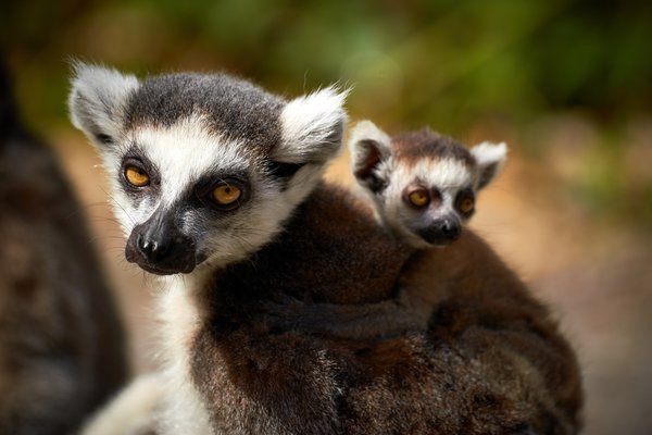 Lemur catta, Duisburg (DE) -- 2023 -- 0844