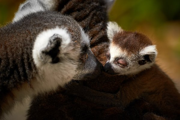 Lemur catta, Duisburg (DE) -- 2023 -- 0848