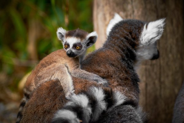 Lemur catta, Duisburg (DE) -- 2023 -- 0873