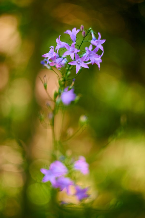 Campanula rapunculus, Bergheim (DE) -- 2023 -- 0135