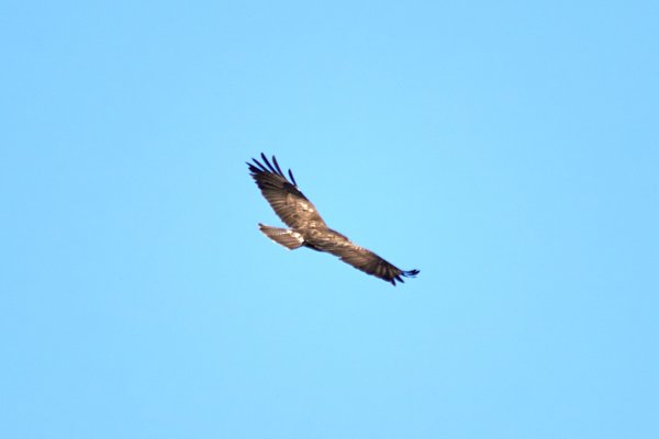 B. buteo, Elsdorf (DE) -- 2023 -- 0314