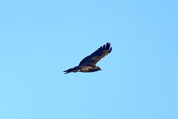 B. buteo, Elsdorf (DE) -- 2023 -- 0315