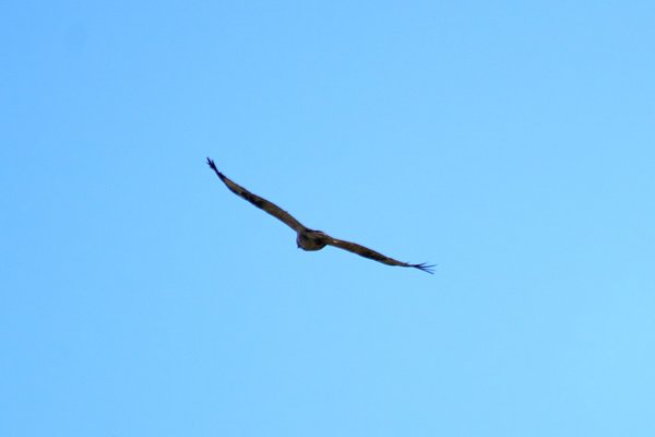 B. buteo, Elsdorf (DE) -- 2023 -- 0318