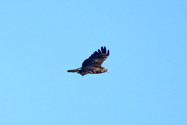 B. buteo, Elsdorf (DE) -- 2023 -- 0319