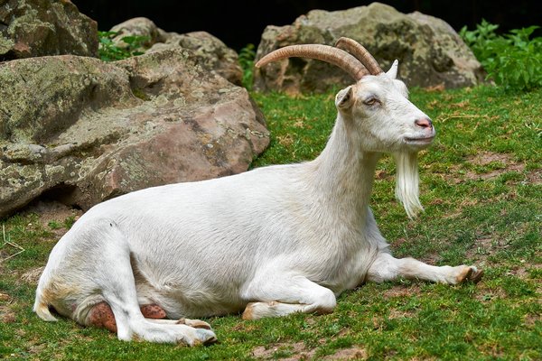 Capra aegagrus hircus, Neuss (DE) -- 2023 -- 0009