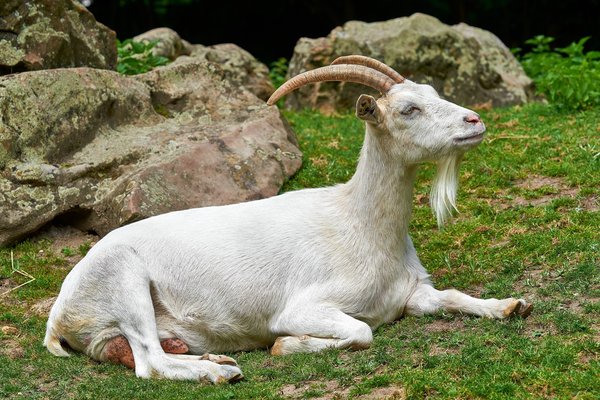 Capra aegagrus hircus, Neuss (DE) -- 2023 -- 0011