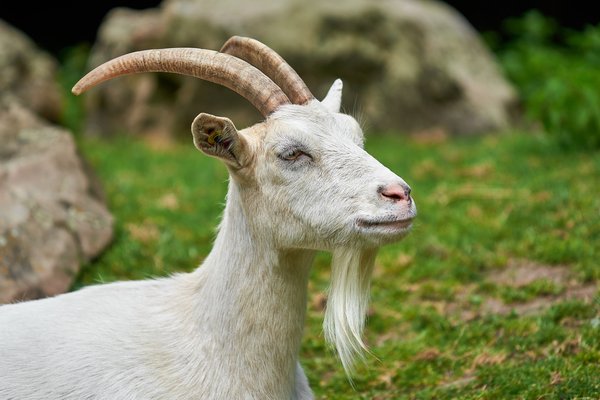 Capra aegagrus hircus, Neuss (DE) -- 2023 -- 0013