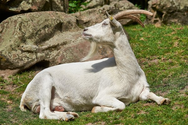 Capra aegagrus hircus, Neuss (DE) -- 2023 -- 0018