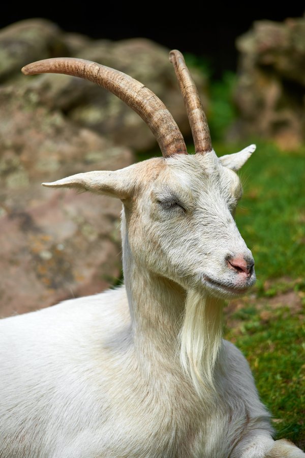 Capra aegagrus hircus, Neuss (DE) -- 2023 -- 0021