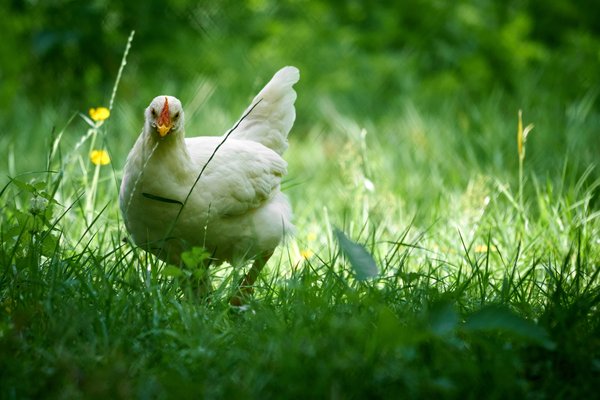 G. gallus domesticus, Neuss (DE) -- 2023 -- 0062