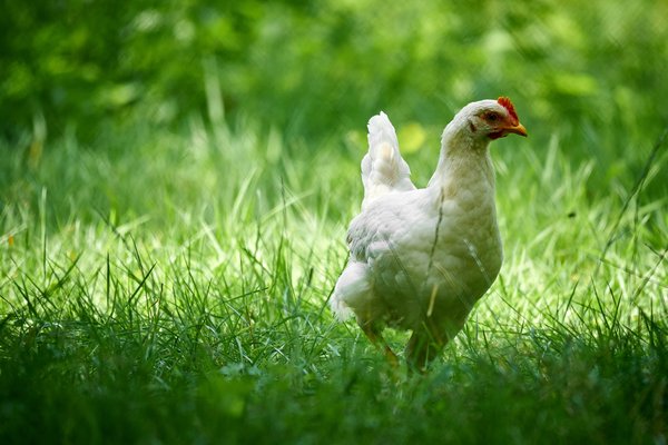 G. gallus domesticus, Neuss (DE) -- 2023 -- 0063
