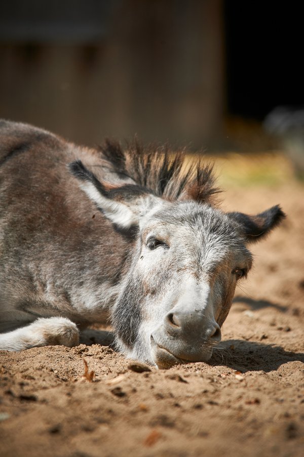 Equus a. asinus, Neuss (DE) -- 2023 -- 0082