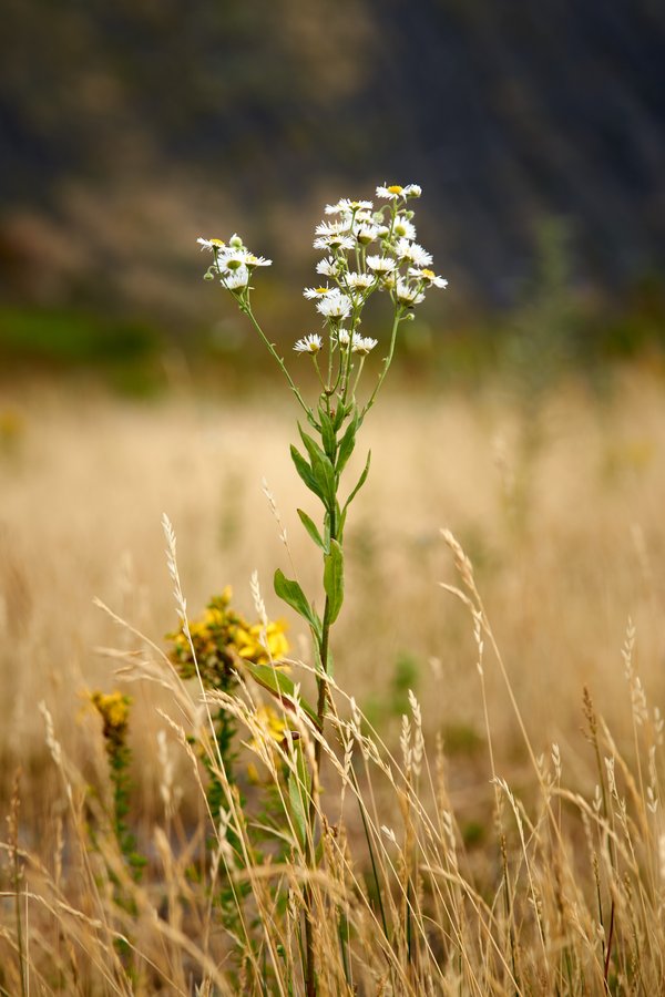Erigeron annuus, Bottrop (DE) -- 2023 -- 0162