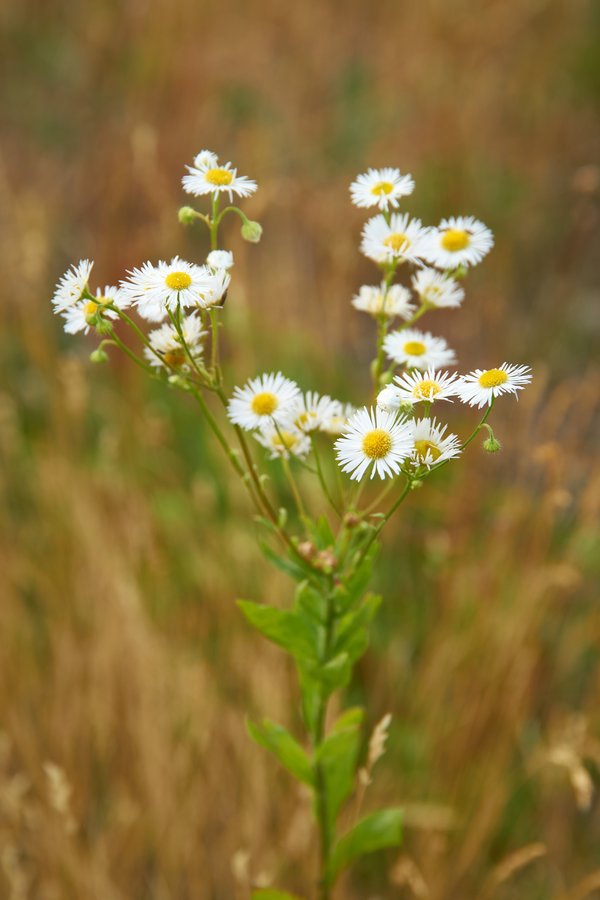 Erigeron annuus, Bottrop (DE) -- 2023 -- 0163
