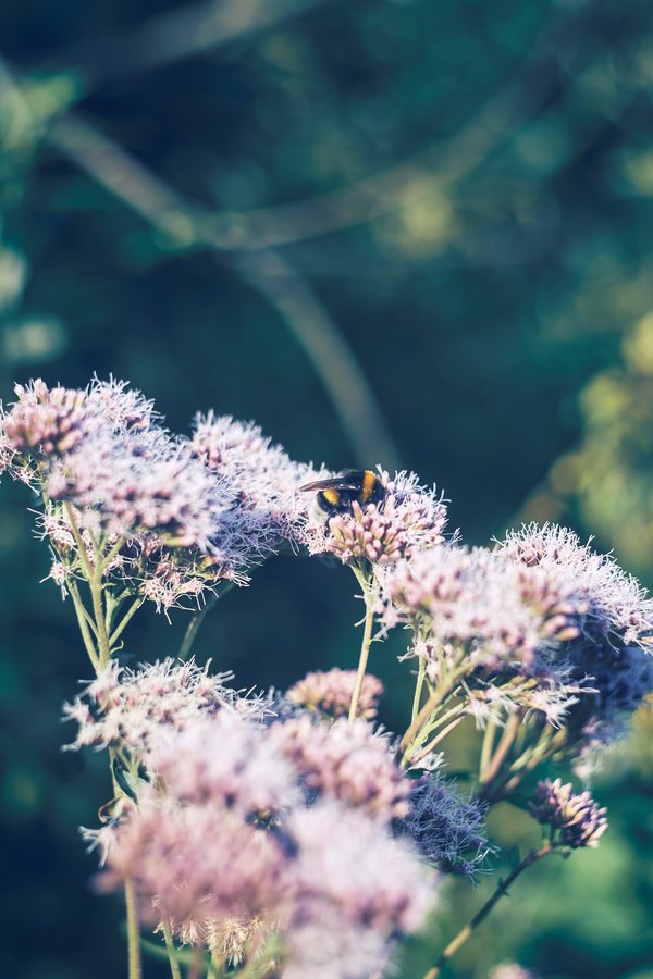Bombus terrestris & Eupatorium cannabinum, Bottrop (DE) -- 2023 -- 0224