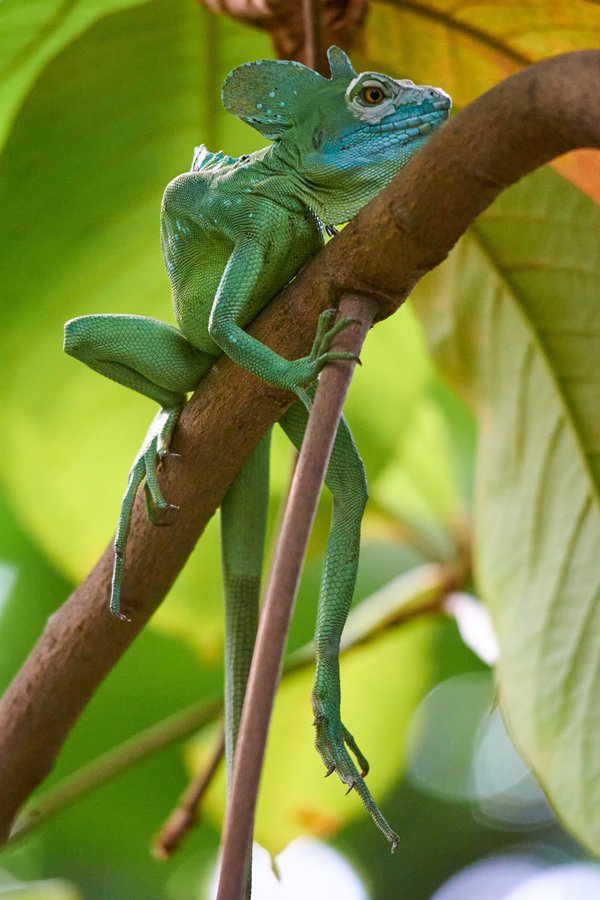 Basiliscus plumifrons, Krefeld (DE) -- 2023 -- 0051