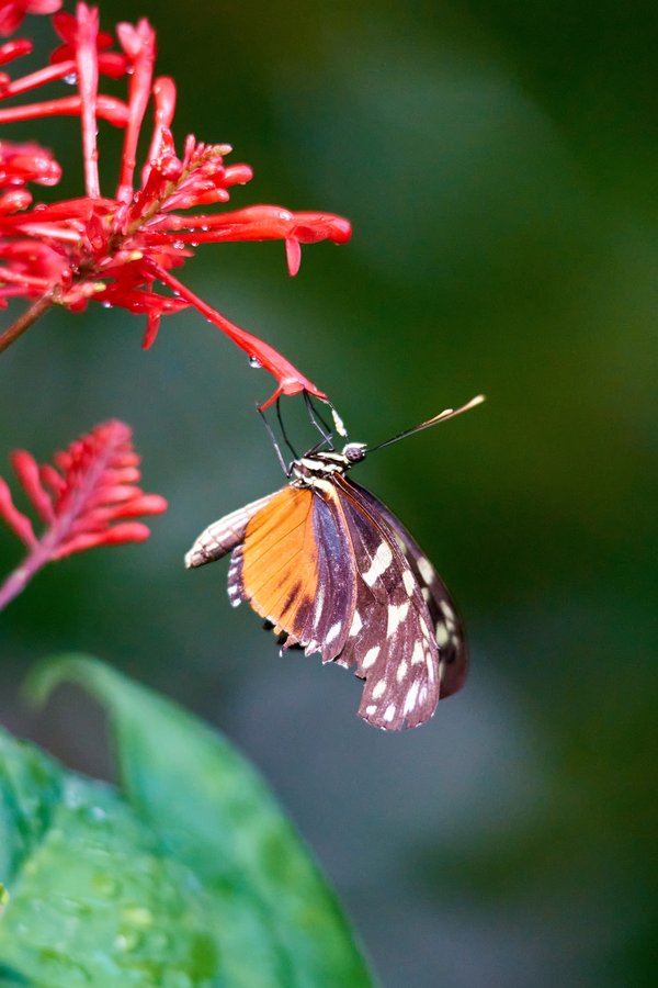 Lepidoptera, Krefeld (DE) -- 2023 -- 0113